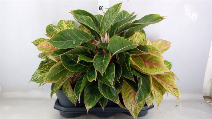 <h4>Aglaonema   ...</h4>