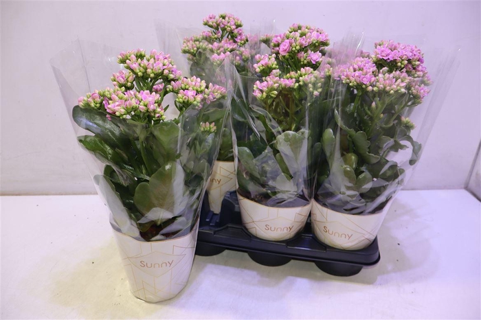 <h4>Kal Ge Rf Gracf Pink</h4>