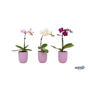 Hugo Lavender Tiny Dolls Mix 1T7+ Aqu@