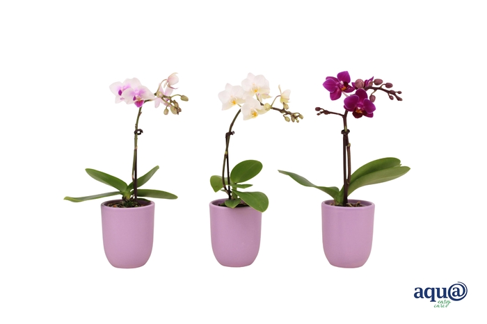 <h4>Hugo Lavender Tiny Dolls Mix 1T7+ Aqu@</h4>