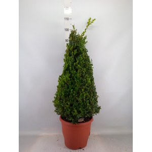 Buxus semp.   ...