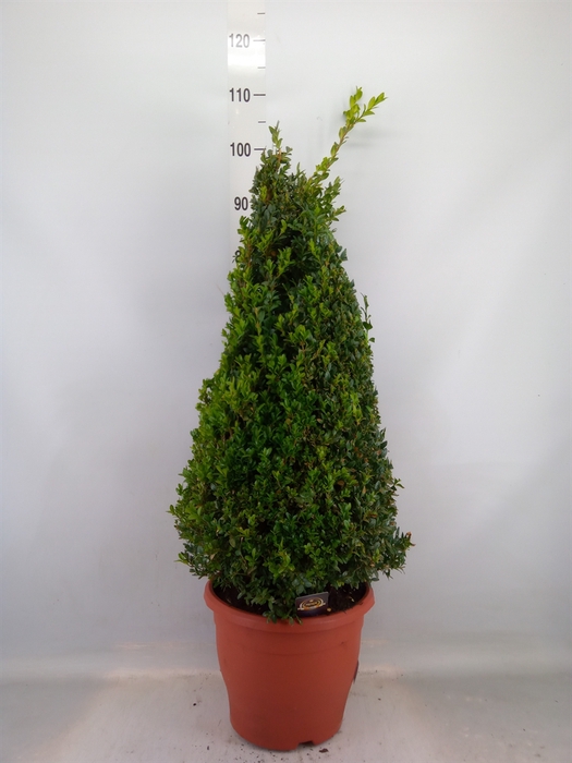 <h4>Buxus semp.   ...</h4>