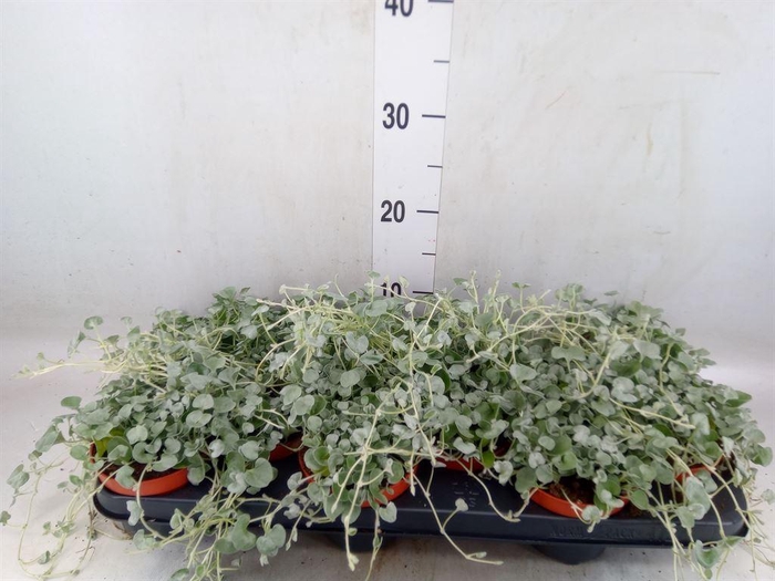 <h4>Dichondra argentea 'Silver Falls'</h4>