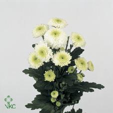 <h4>CHR SAN FERRY</h4>