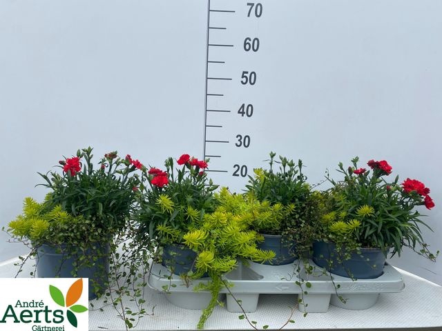 <h4>VASTE PL GEM IN POT</h4>