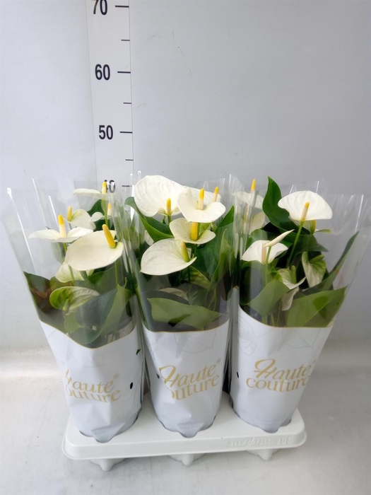 <h4>Anthurium andr. 'Cocos'</h4>