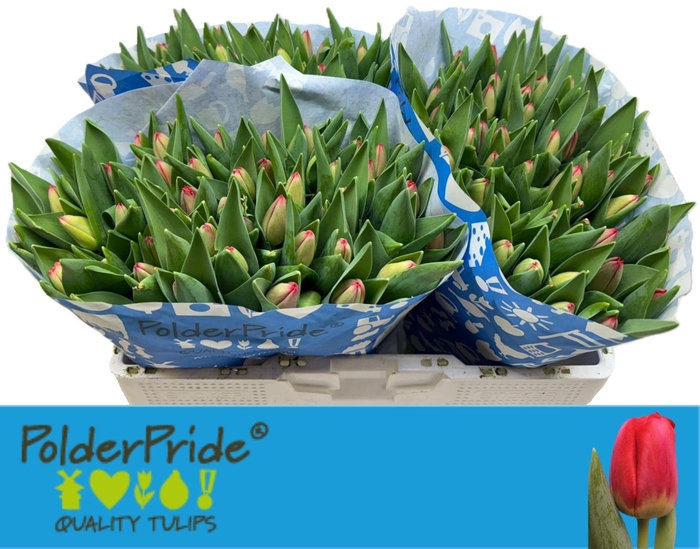 <h4>TU EN OV PINK</h4>