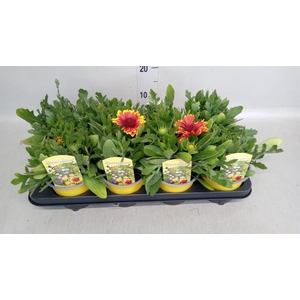 Gaillardia aristata