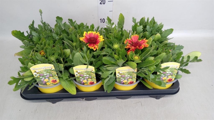 <h4>Gaillardia aristata</h4>
