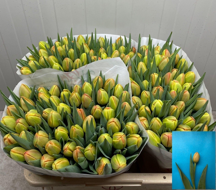 <h4>TU DU ICOON</h4>