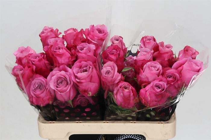 <h4>R Eq All 4 Love</h4>