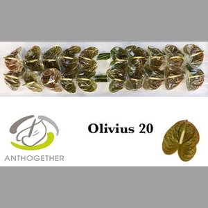 ANTH A OLIVIUS