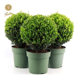 Ilex crenata 'Jenny'® Ball Ø25cm P21