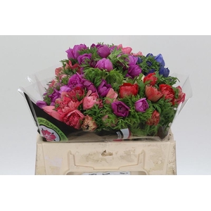 Anemone Levante Rainbow Mix