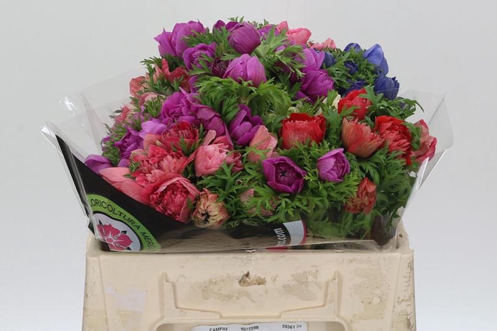 <h4>Anemone Levante Rainbow Mix</h4>