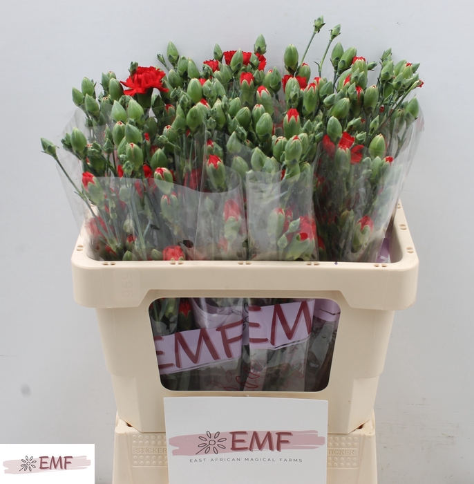 <h4>DI TR RED KISS</h4>