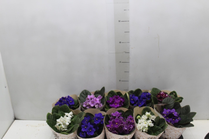 <h4>VIOLETA P11</h4>