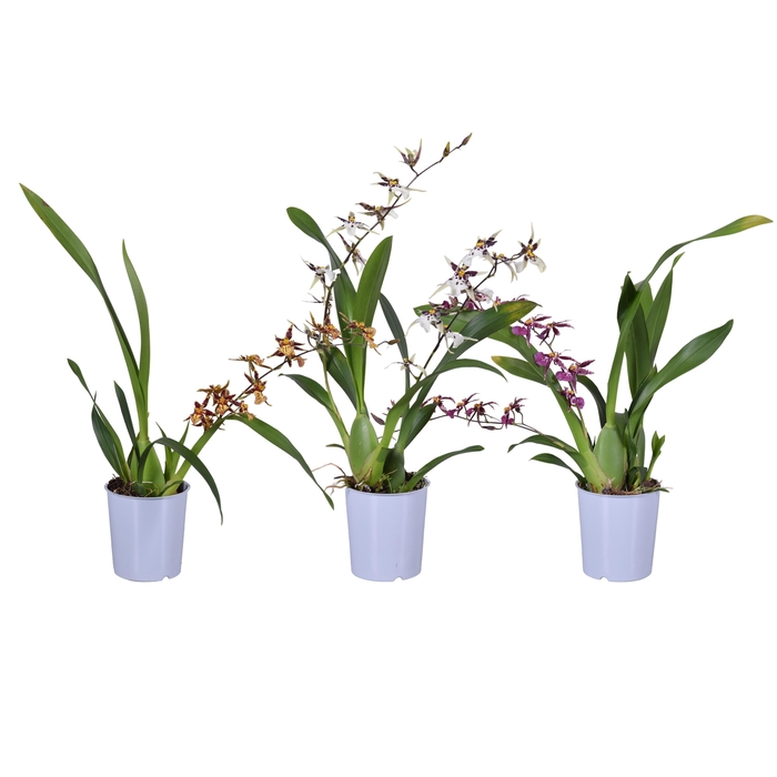 <h4>ORCHIDEEEN OVERIG</h4>
