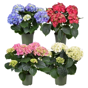 Hydrangea mac.   ...mix