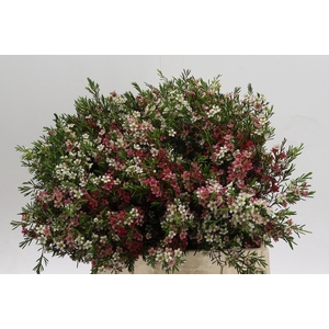 Chamelaucium My Sweet 16