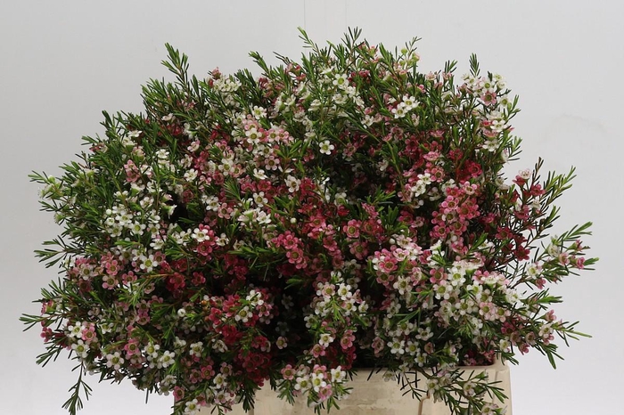 <h4>Chamelaucium My Sweet 16</h4>