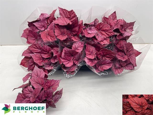 <h4>BEG BEL INCA FLAME</h4>