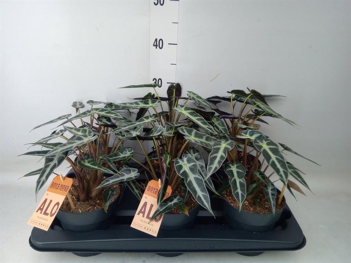 <h4>Alocasia  'Bambino Arrow'</h4>