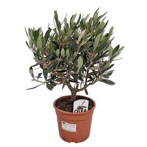 Olea Europaea Bush - 1241