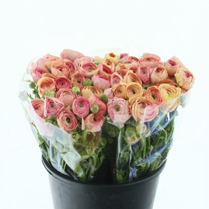 Ran El Sr Salmon Super