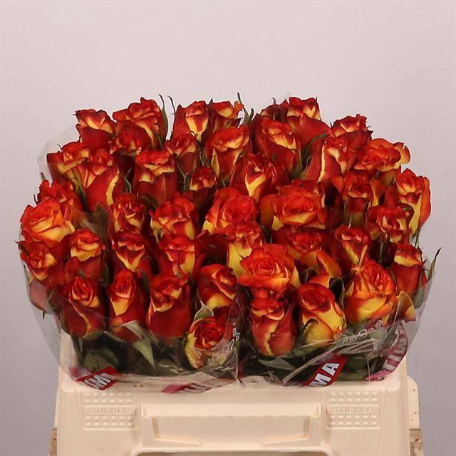 <h4>R GR HIGH & MAGIC</h4>