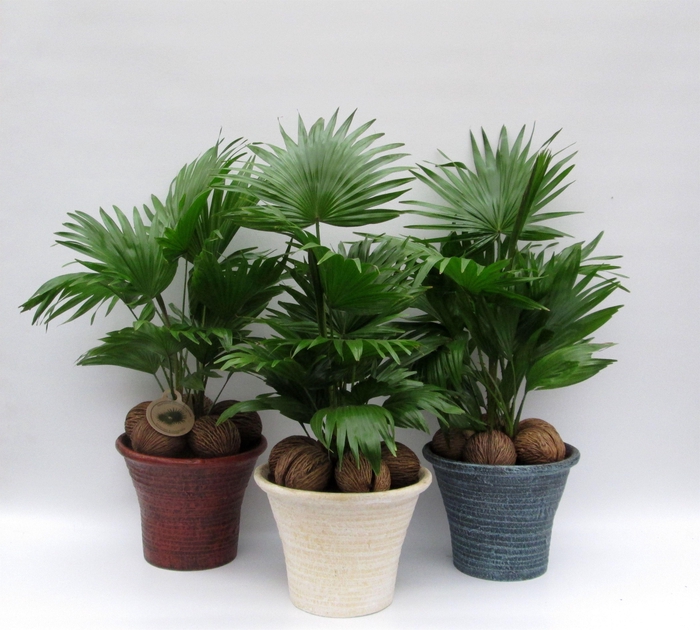 <h4>Livistona rotundifolia</h4>