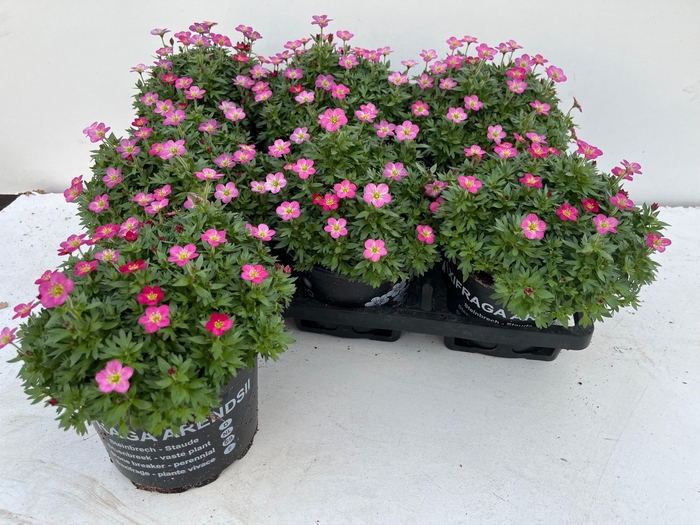 <h4>SAXIF AR TOUR DP RED</h4>