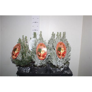 ** Picea Gl Perfecta Snow * Christmas Promo *