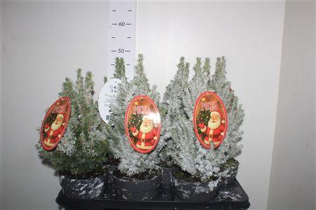 <h4>** Picea Gl Perfecta Snow * Christmas Promo *</h4>