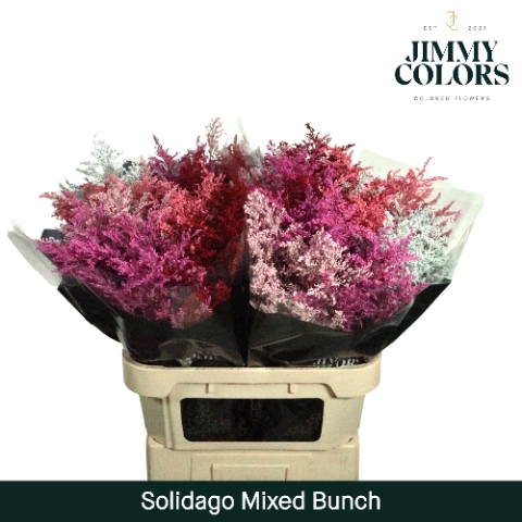 <h4>Solidago L70 Mixed Bunch</h4>