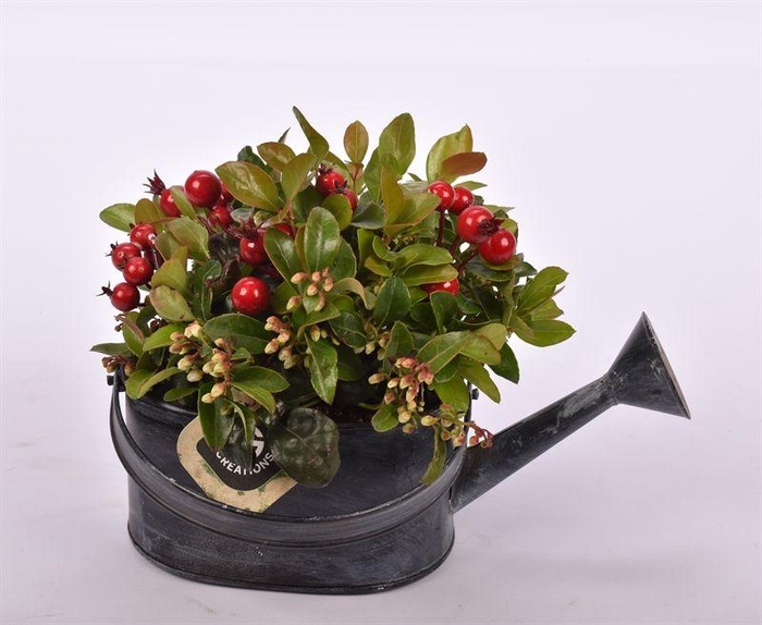 <h4>Zink gieter grijs 15x11cm</h4>