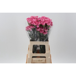 Di St CL Feminine Minami