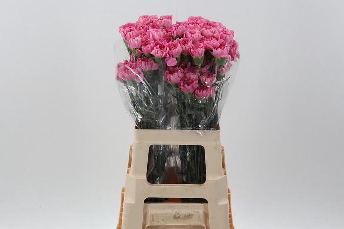 <h4>Di St Cl Feminine Minami</h4>