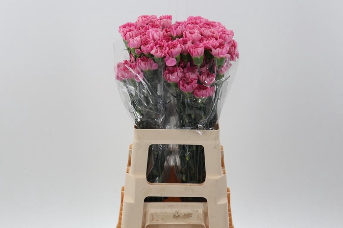 <h4>Di St Cl Feminine Minami</h4>