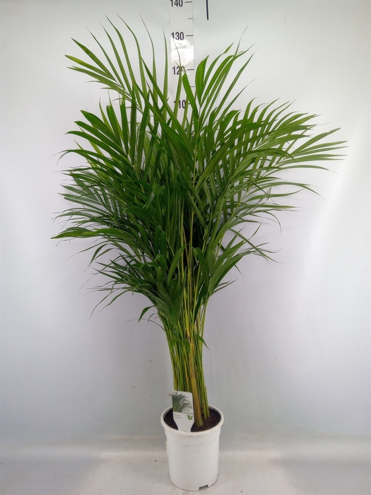 <h4>Dypsis lutescens   ...Chrysalidoca</h4>