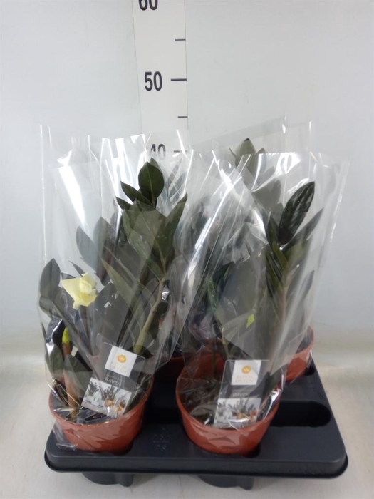 <h4>Zamioculcas zamiifolia 'Dowon'</h4>