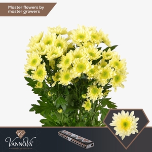 CHRYSANTHEMUM TR 'RADOST CREAM'