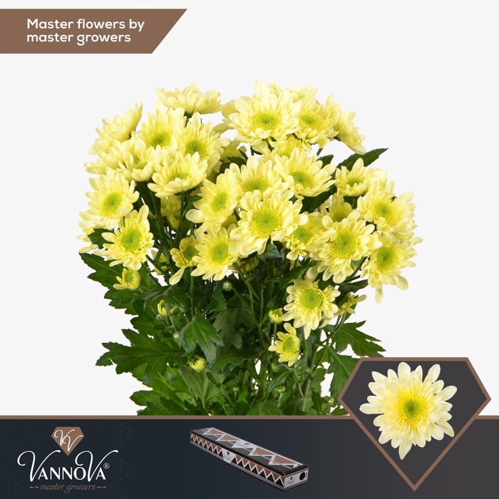 <h4>CHRYSANTHEMUM TR 'RADOST CREAM'</h4>