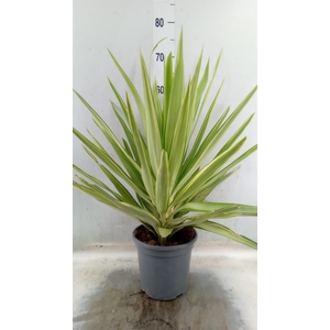 Yucca elephantipes 'Jewel'