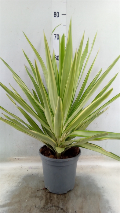<h4>Yucca elephantipes 'Jewel'</h4>