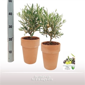 Olea Europaea Keramiek Terracotta