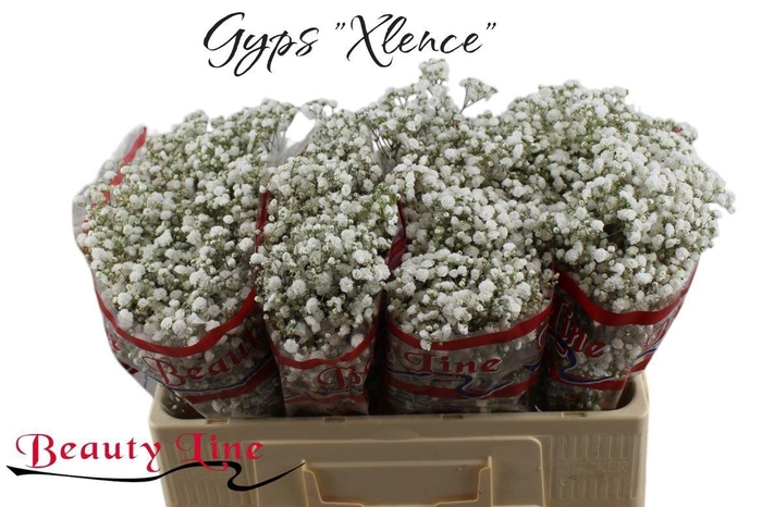 <h4>GYPS PA XLENCE</h4>