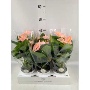 Anthurium andr. 'Spirit'