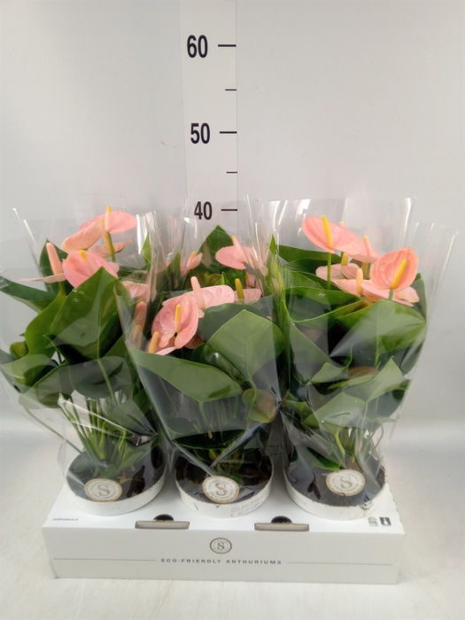 <h4>Anthurium andr. 'Spirit'</h4>