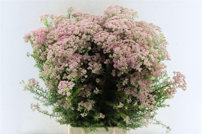 Ozothamnus Dark Pink